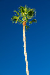 Green palm tree on sky background.