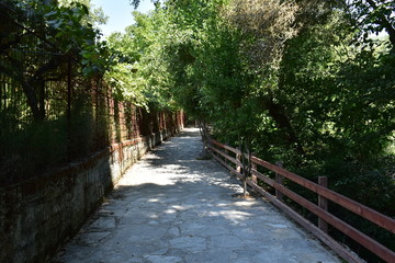 bridge in forest