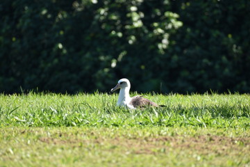 Albatross resting on the grass