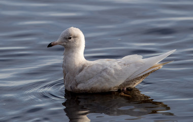 Iceland Gull Swimming