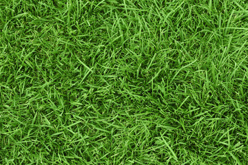 Green fresh grass pattern. Top view. Great texture. Photo background