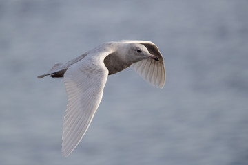 Fototapeta na wymiar Iceland Gull Flying