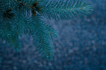 Blue Spruce with drops of water, macro