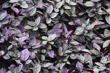 purple leaves background