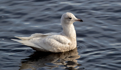 Iceland Gull Swimming