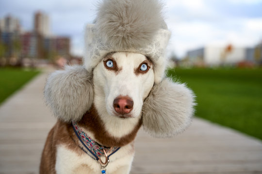 Close-up portrait of dog muzzle wearing winter hat with cute pompom. Creative photo of cheerful extraordinary pet. Horizontal snapshot husky in white brown coloring, blue eyes, acute ears.