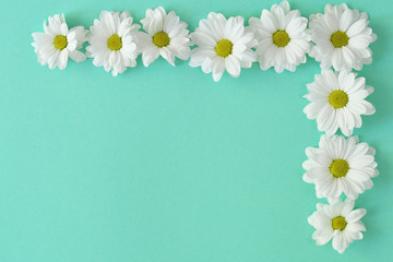 Composition frame of white chamomile chrysanthemum flowers on a light green background . Frame. Flat lay