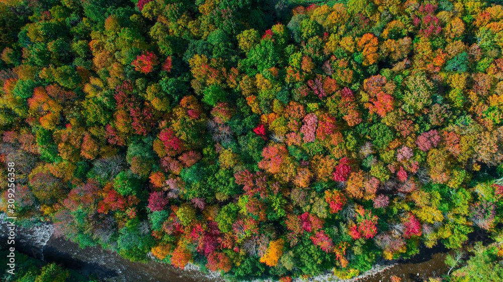 Wall mural autumn gold color forest aerial view.