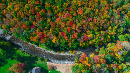 Autumn gold color forest aerial view.