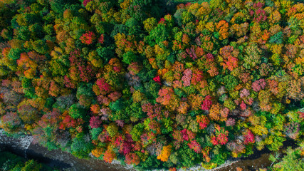 Autumn gold color forest aerial view.