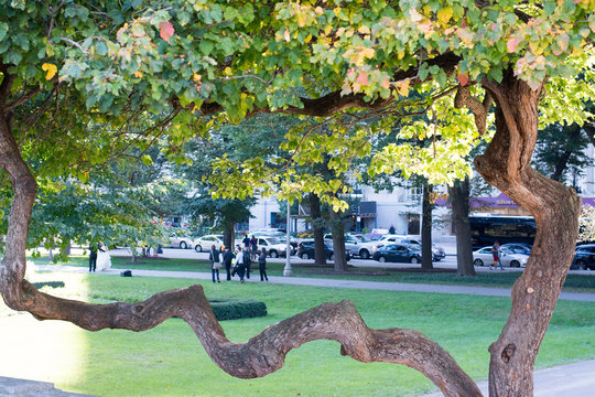 view of the garden