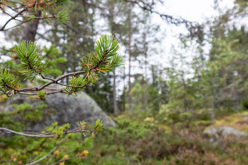 Wild green fir tree close up in northern forest with grey stones finnish nature background. Pine evergreen natural 