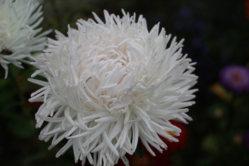 white asters in the garden