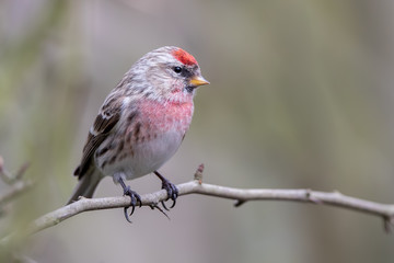 Lesser Redpoll Perched