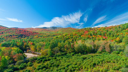Autumn gold color forest aerial view.