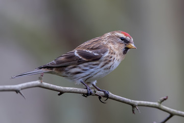 Lesser Redpoll Perched