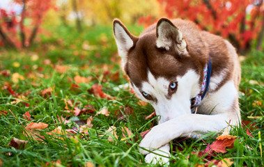 A pensive sad dog shyly hides his nose, lies on the grass of autumn orange leaves, looking ahead,...