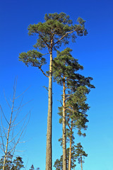 Pine trees in the winter forest