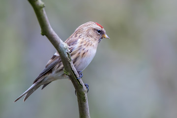 Lesser Redpoll Perched