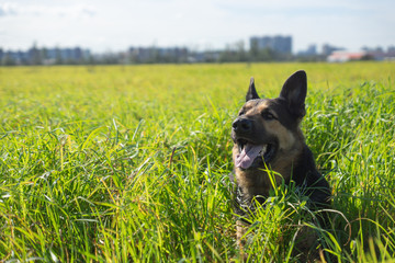 German shepherd of different colors on the green grass are sitting. A well-bred dog in the meadow walks and runs.