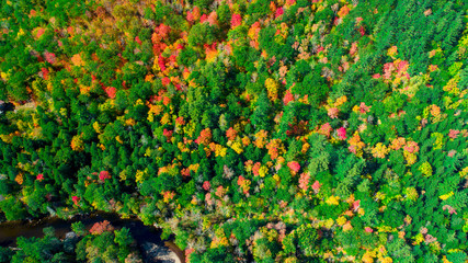 Autumn gold color forest aerial view.