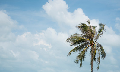 Fototapeta na wymiar Green palm tree on blue sky background.