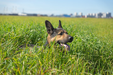 German shepherd of different colors on the green grass are sitting. A well-bred dog in the meadow walks and runs.