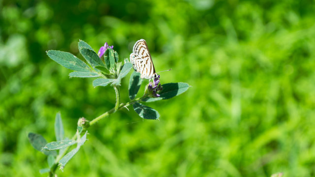 Small Butterfly On Green Grass Plant With Green Background In Park Outdoors Photography