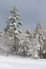 Snow covered evergreen tree forest after a winter snowstorm Marmora Ontario