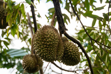 Durian - king of tropical fruit, on a tree branch in the orchard. Fresh durian on a tree in gardening system. Durian plantation. Durian can grow in suitable conditions. Special and useful plant.