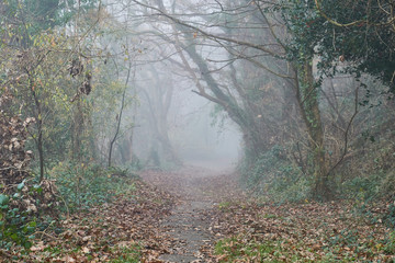 Obraz premium fog in the forest