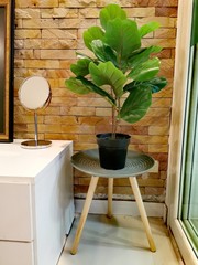 Green potted plant on a coffee table on brown stone brick wall background. Modern interior decorations of a living room.