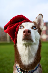 Close-up funny portrait of dog wearing red hat from cold, sticking out one ear, there is place for text or your advertisement. Vertical snapshot husky in white brown coloring, blue eyes, acute ears.