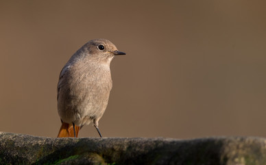 Black Redstart Perched