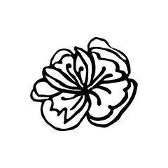 Ink hand draw rose minimalist style 