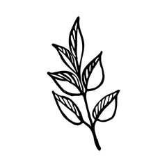 Ink hand drawn leaf 