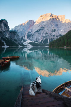 Dog on a pier on Lake braies, Italy. Marble Austrian Shepherd in nature.