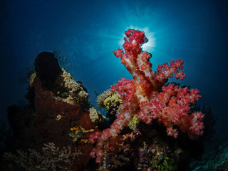 Fototapeta na wymiar Soft Coral, Schleierbäumchen, Bäumchenkoralle (Dendronephthya sp6)