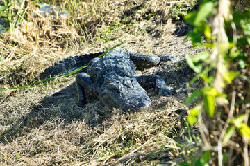 Aligator in Everglades Florida