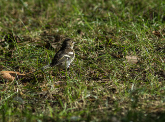 European greenfinch