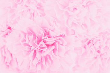 Soft focus of close up delicate pink pastel carnation flower