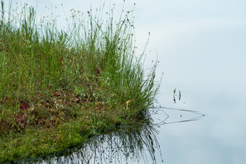 floating island on a dystrophic lake