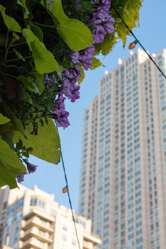 Flowers and a building