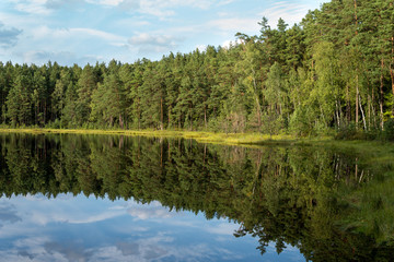 Fototapeta na wymiar forest reflection in calm water of dystrophic lake