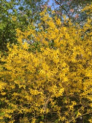 Caragana arborescens or yellow acacia, Germany. Spring of 2018. 