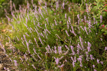 Obraz premium purple flowers of heather