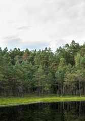 Fototapeta na wymiar dystrophic lake in the middle of forest
