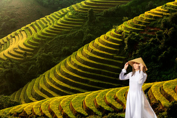 Golden rice terraces on high mountains in northern Vietnam Popular tourist attractions During the...
