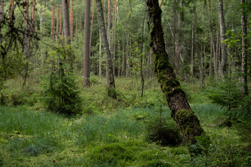 forest in wetlands