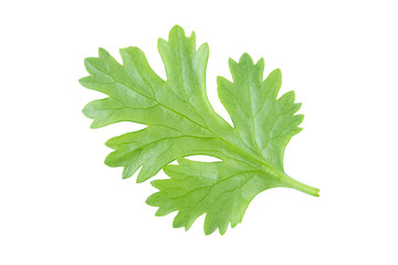 Coriander leaf isolated on white background with clipping path